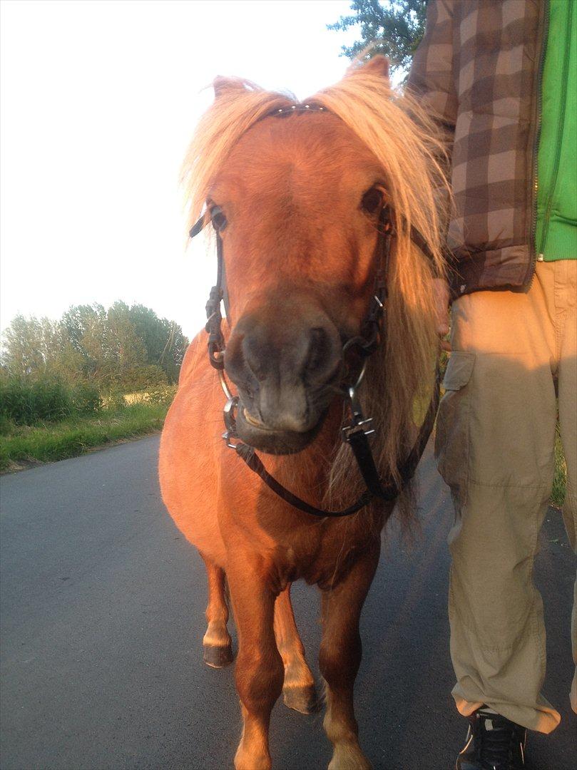 Miniature Filur ( figurt ) <3 solgt billede 2