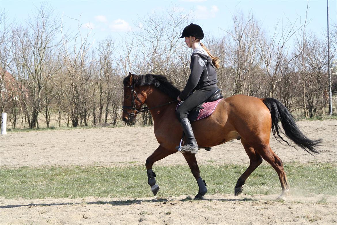 New Forest Filur B-pony - Dressur'´skatten :* billede 13