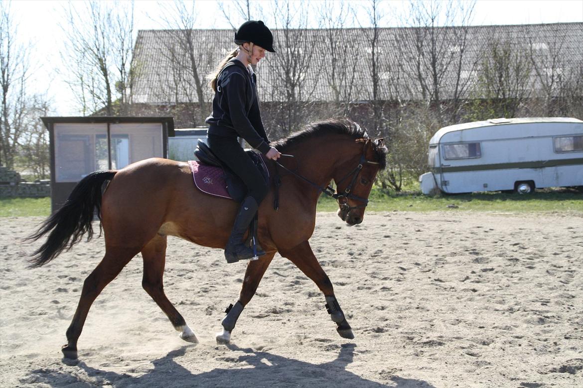 New Forest Filur B-pony - Dressur på Fillen :* tag jer ik af min opstilling! :* billede 15