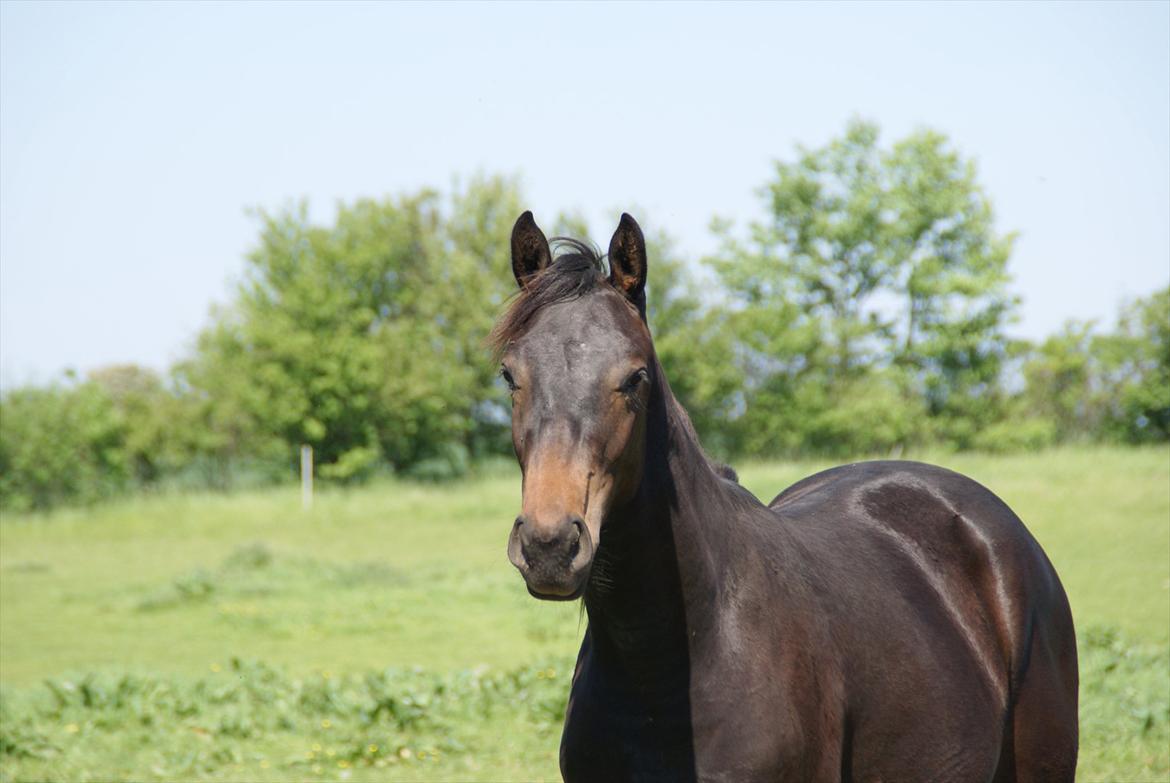 Dansk Varmblod Katrinelund De Choir (Mokka) billede 7