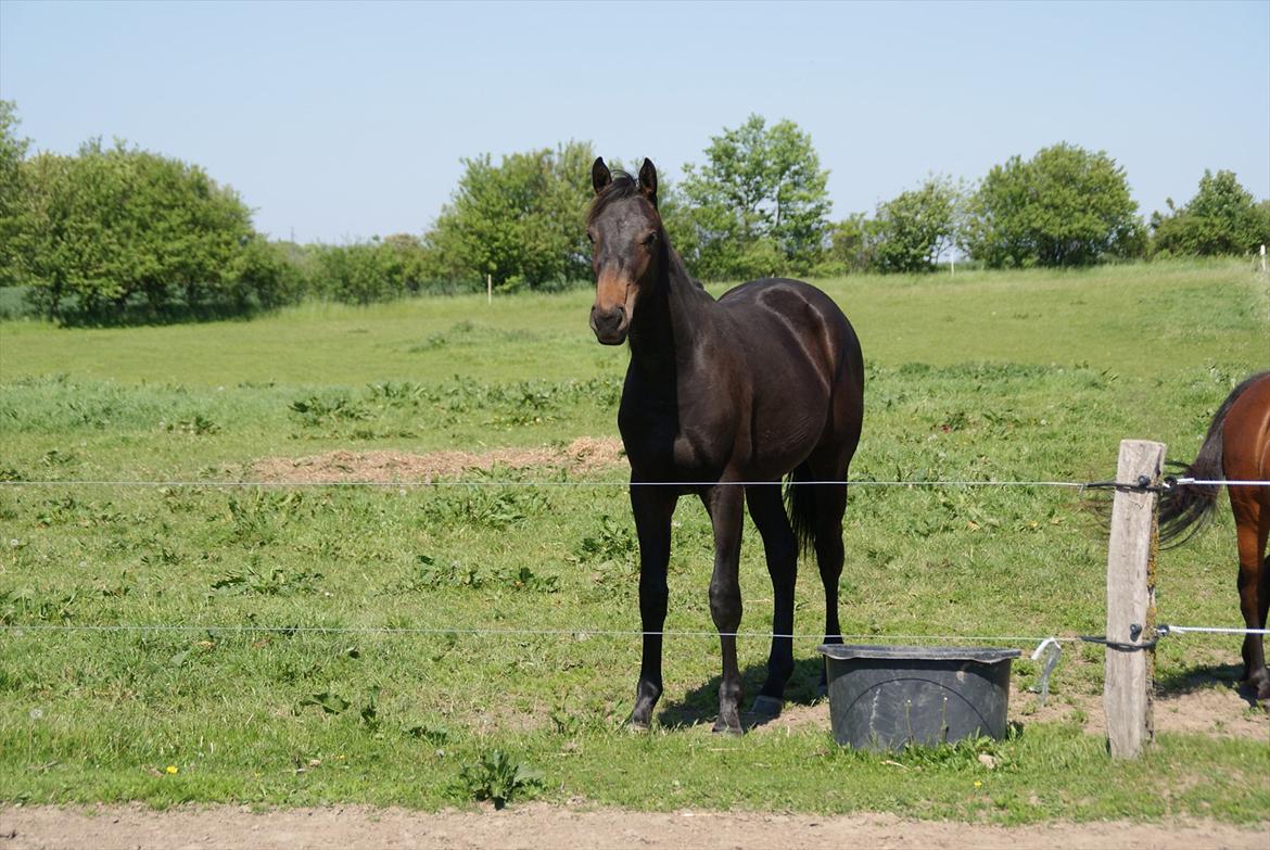 Dansk Varmblod Katrinelund De Choir (Mokka) - 25 Maj
 billede 8