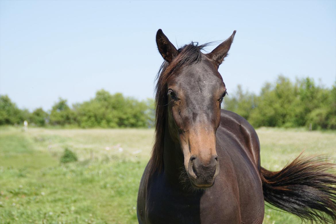 Dansk Varmblod Katrinelund De Choir (Mokka) billede 9
