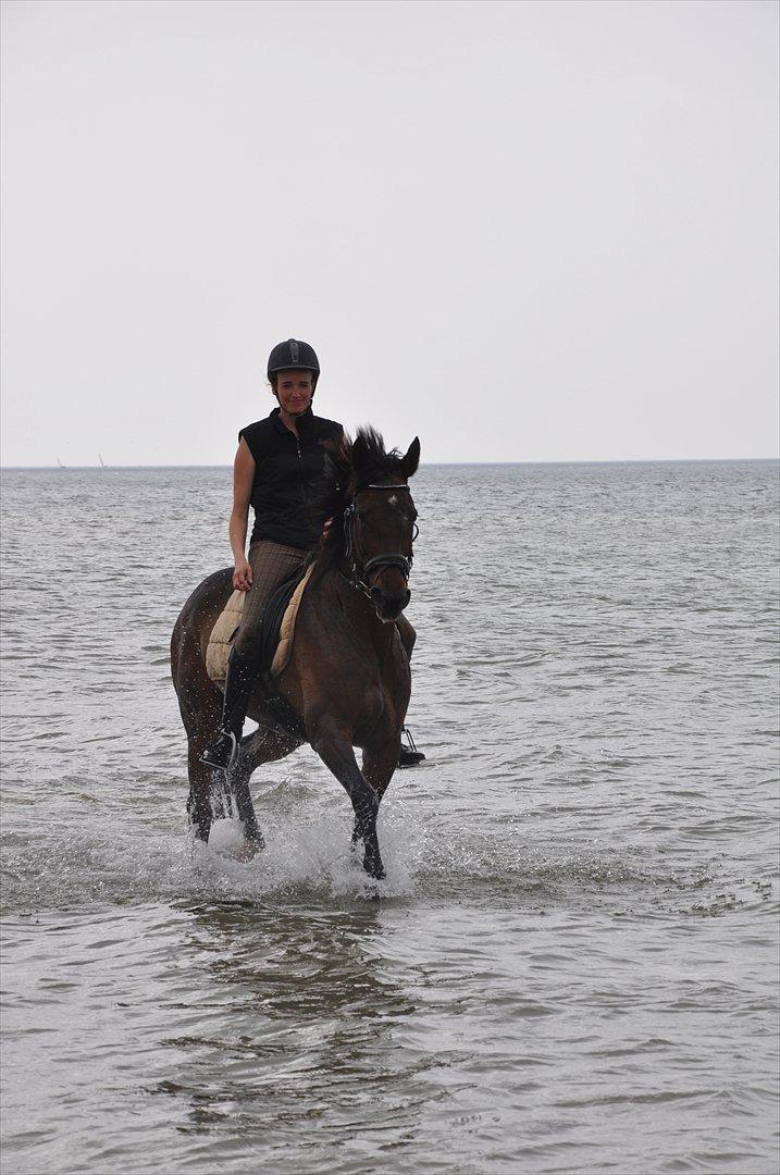 Traver Gigi Samich - Strandtur med badedyret billede 19