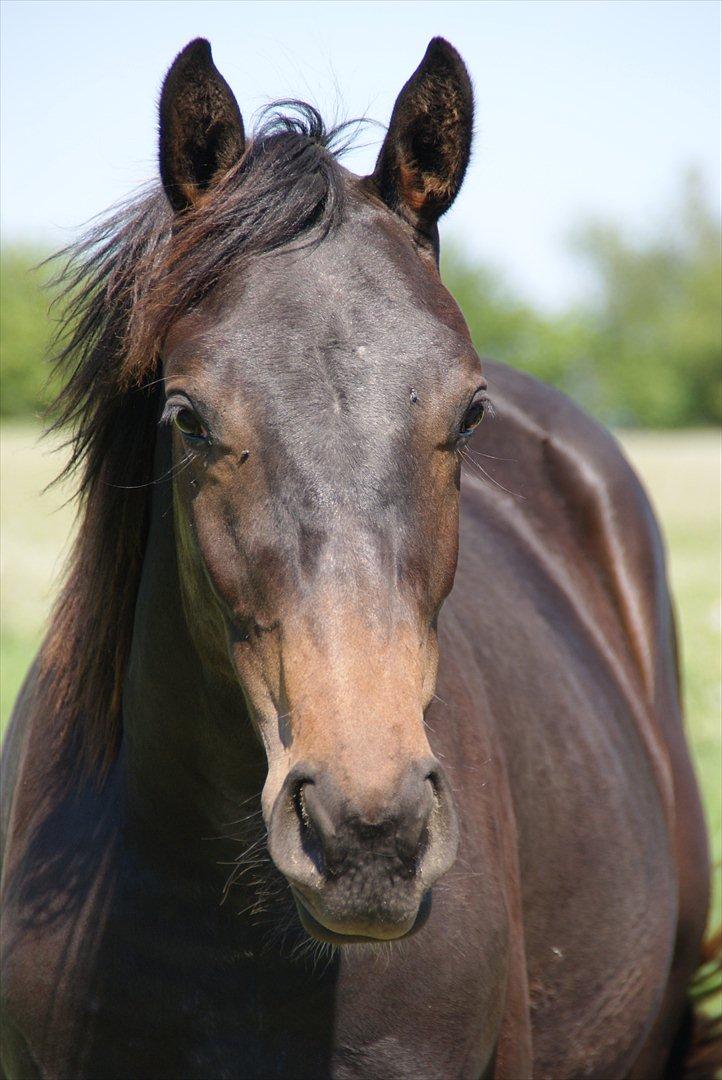 Dansk Varmblod Katrinelund De Choir (Mokka) billede 10