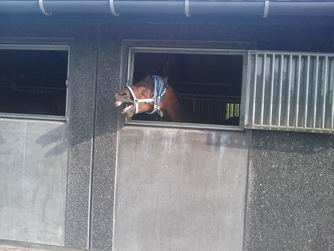 Traver Gigi Samich - Tak fordi du så forbi ; )) billede 20