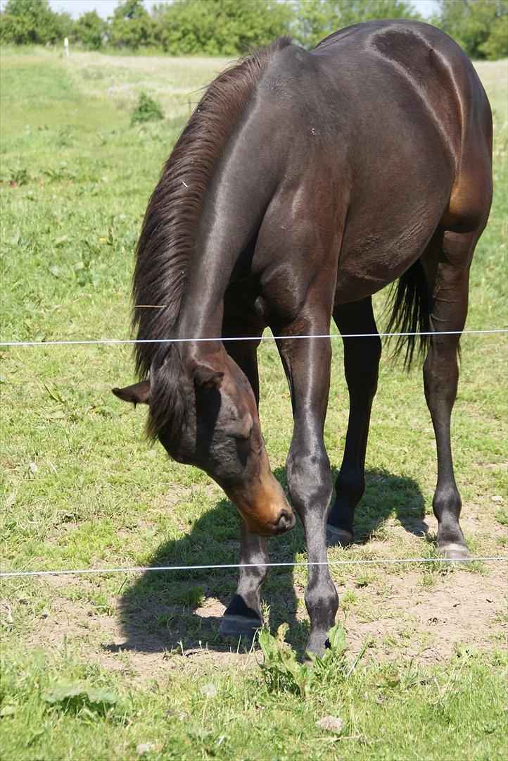 Dansk Varmblod Katrinelund De Choir (Mokka) billede 11