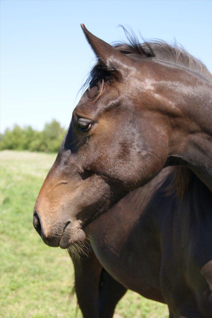Dansk Varmblod Katrinelund De Choir (Mokka) billede 12