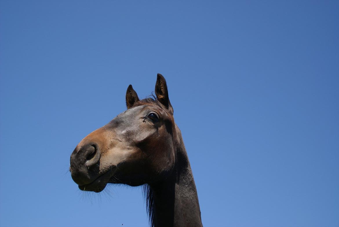 Dansk Varmblod Katrinelund De Choir (Mokka) billede 13
