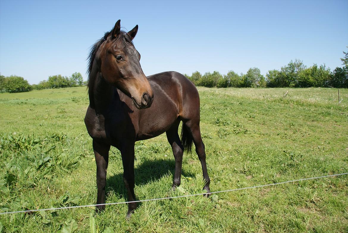 Dansk Varmblod Katrinelund De Choir (Mokka) billede 14