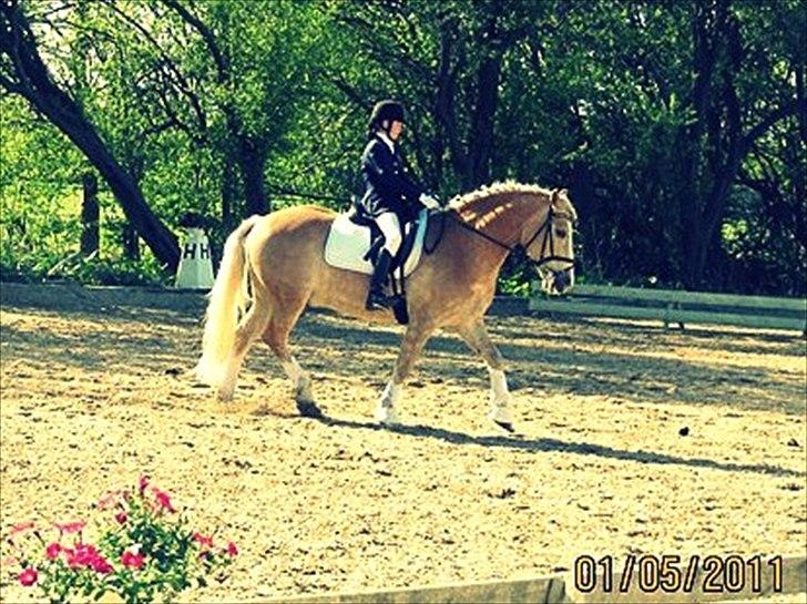 Tyroler Haflinger Asser † 30/5-11 † - Min dejlige dreng! 
Elsker dig, og savner dig! <3 billede 13