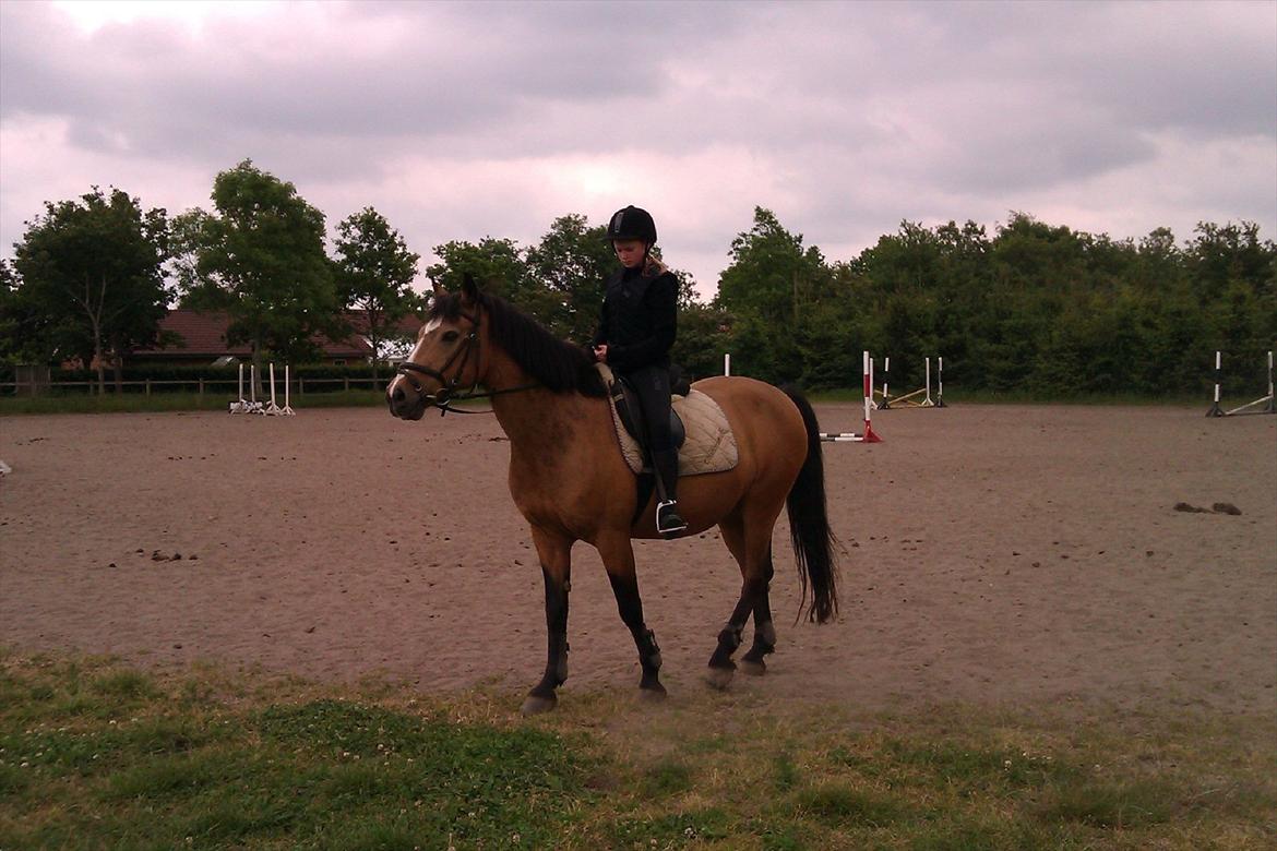 Connemara Nørlunds Targa/Conrad billede 5