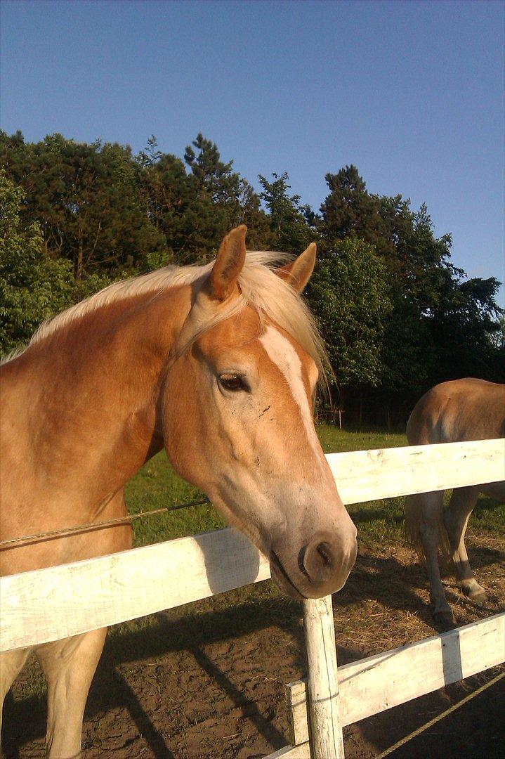 Tyroler Haflinger Akando - Da jeg var ude og besøge ham i ventetiden inden jeg fik ham hjem. billede 13