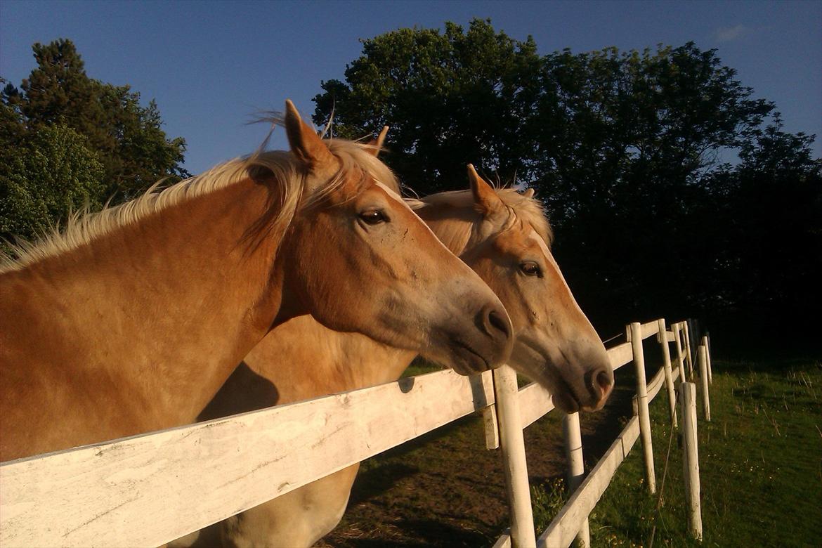 Tyroler Haflinger Akando - Akando sammen med hans halvbror Apollo. billede 17