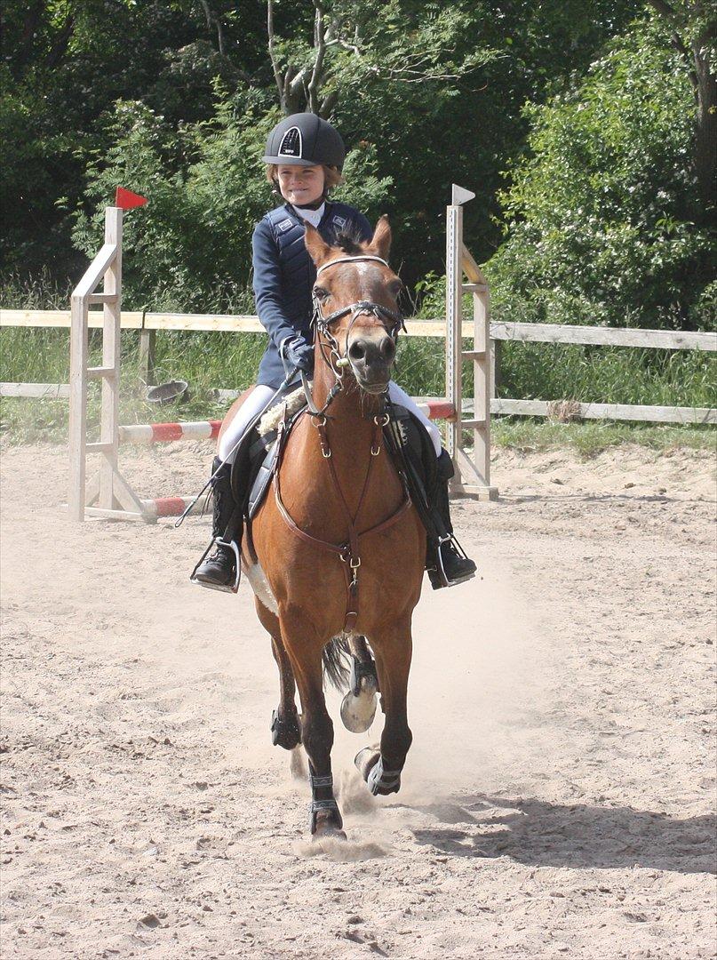 Anden særlig race Flying coco<3 billede 14
