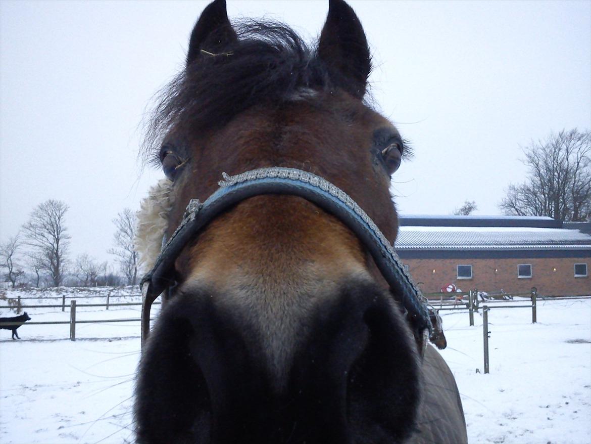Anden særlig race Flying coco<3 billede 18