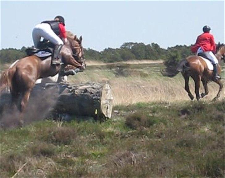 Anden særlig race Barcardi - Jagt MJJR 27 maj 2012 billede 19