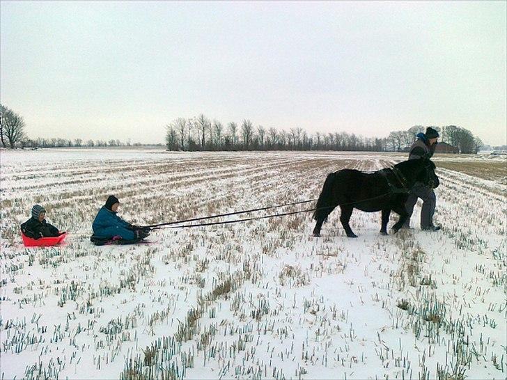 Welsh Mountain (sec A) Tarzan - Tarzan i sneen 2011 - han hygger sig med Bertram og Christian billede 20