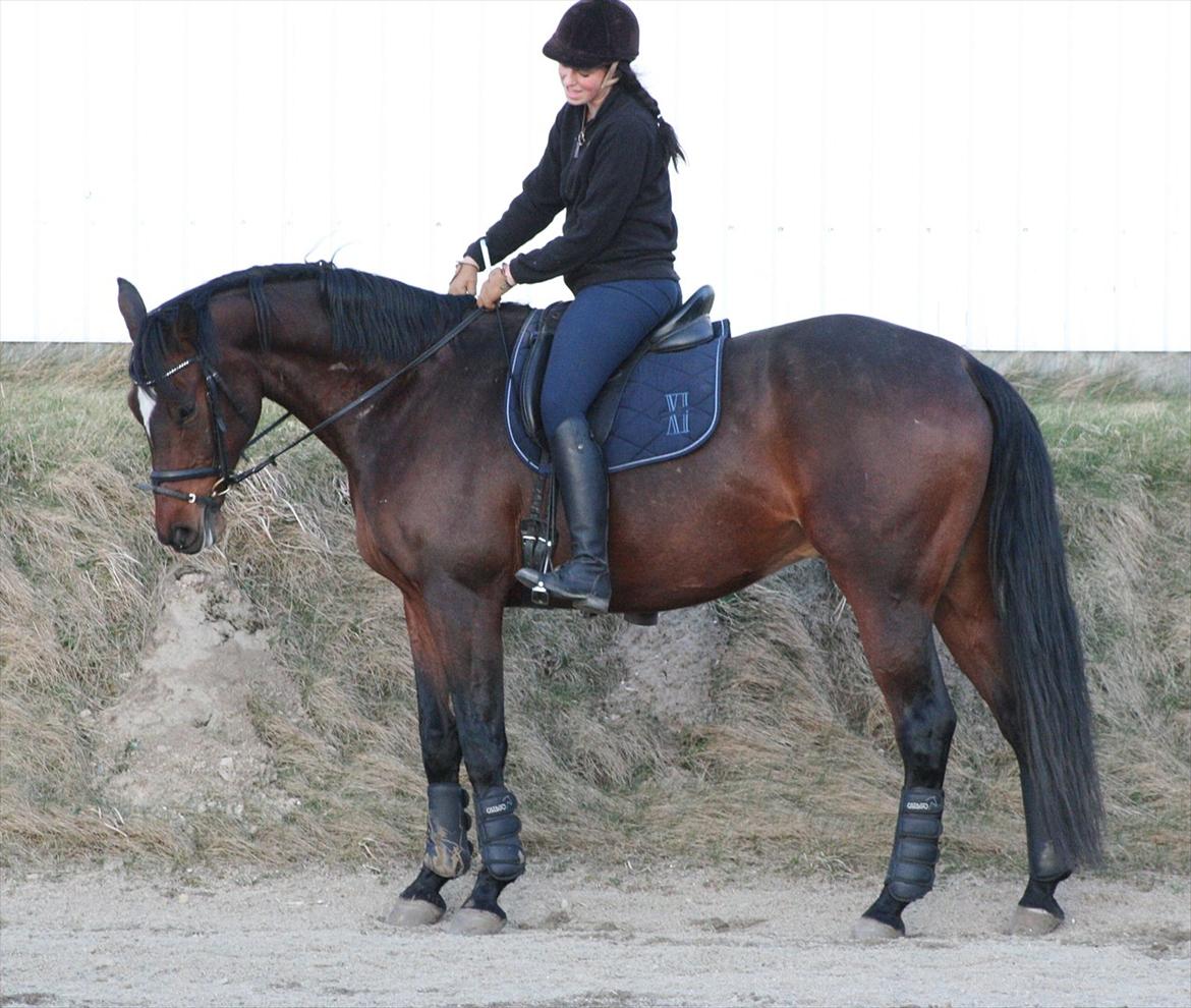 Dansk Varmblod Apollonaris Lerhøj billede 2