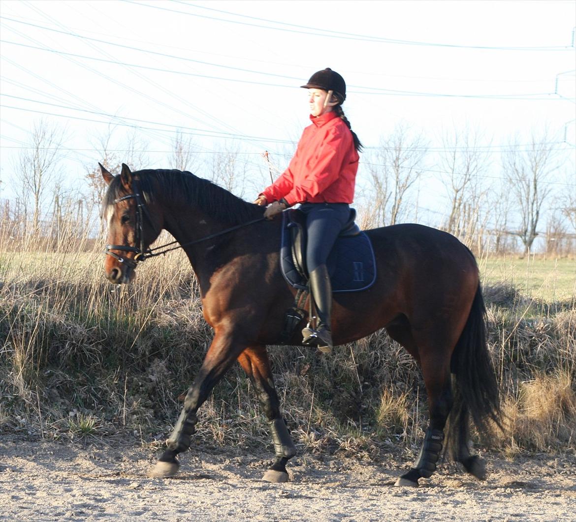 Dansk Varmblod Apollonaris Lerhøj billede 3