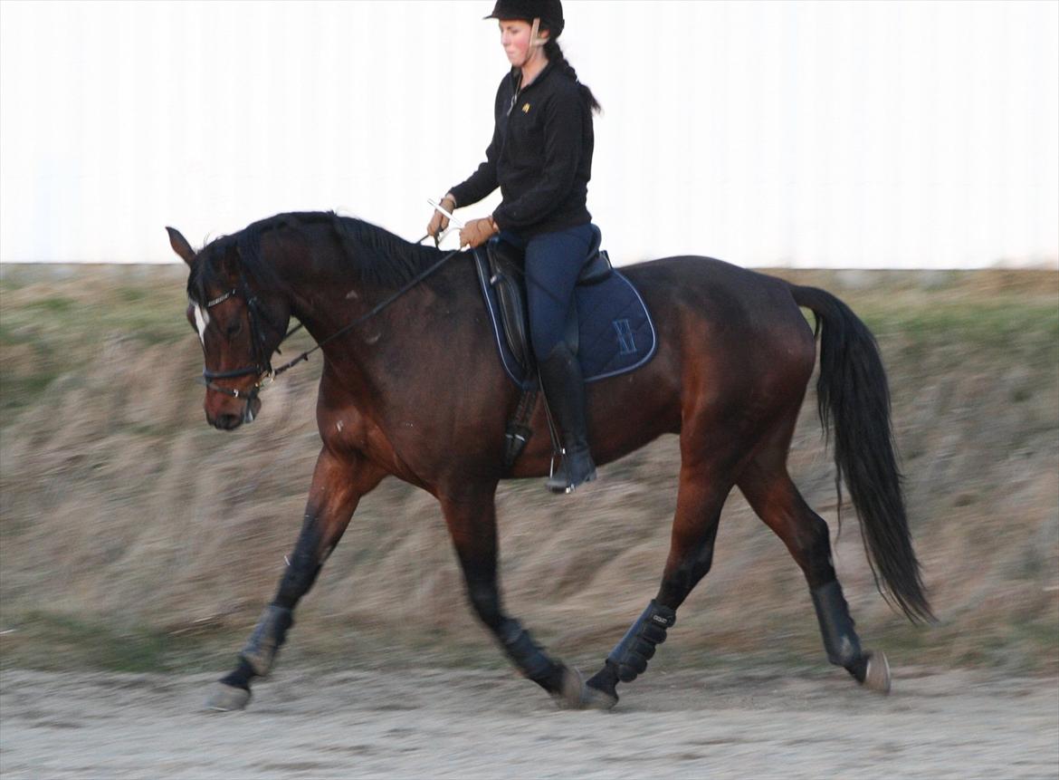 Dansk Varmblod Apollonaris Lerhøj billede 4