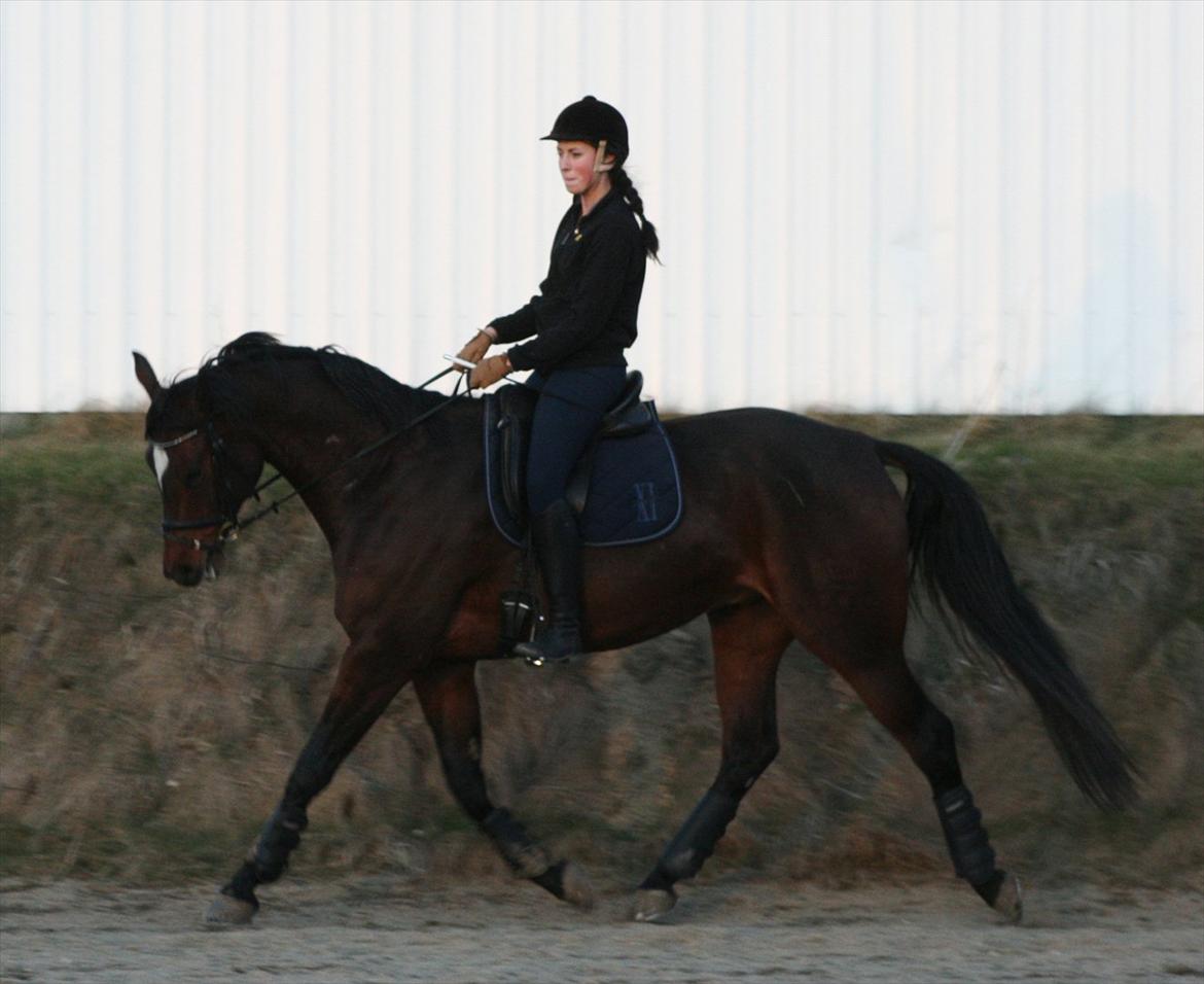 Dansk Varmblod Apollonaris Lerhøj billede 5