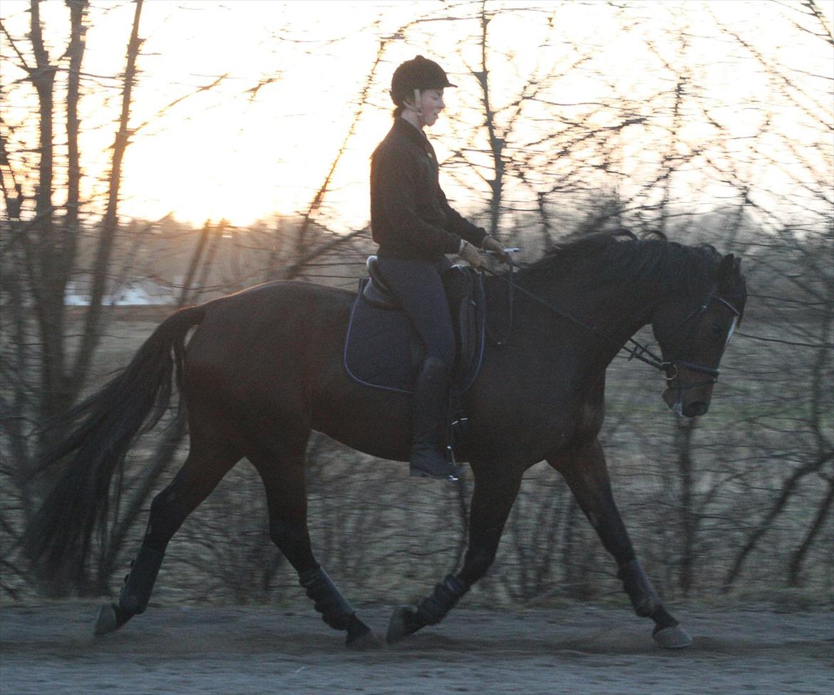 Dansk Varmblod Apollonaris Lerhøj billede 6