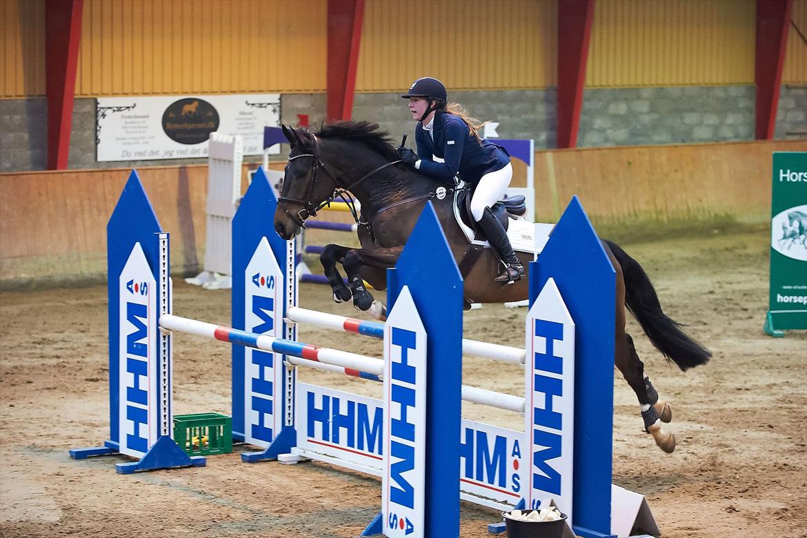 Dansk Varmblod Gammelbys Cavel billede 17