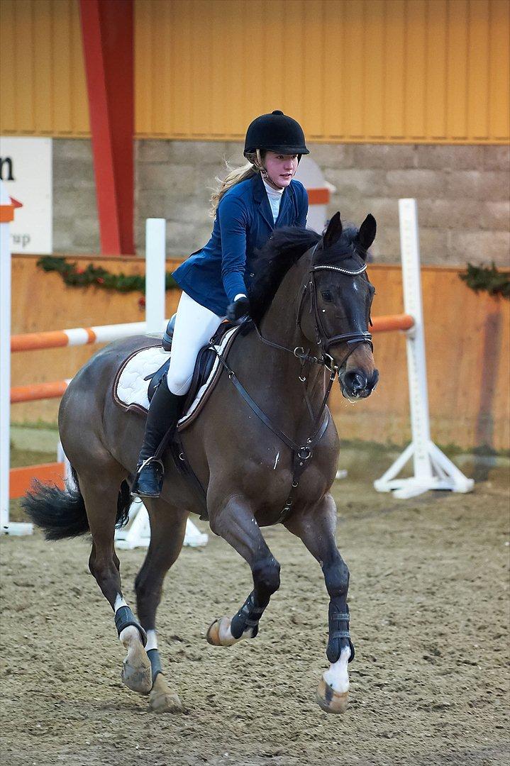 Dansk Varmblod Gammelbys Cavel billede 2