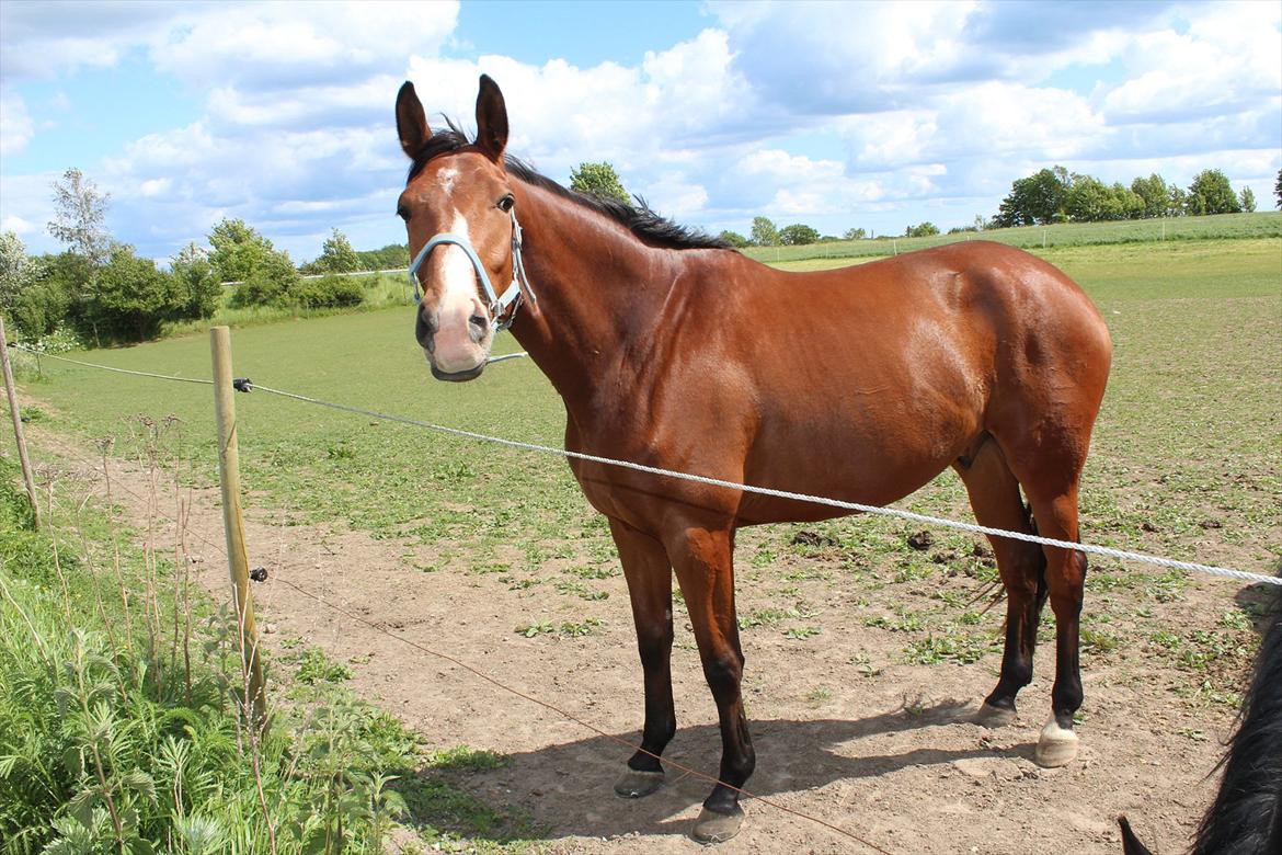 Dansk Varmblod Painters-Barong (Holger) billede 2
