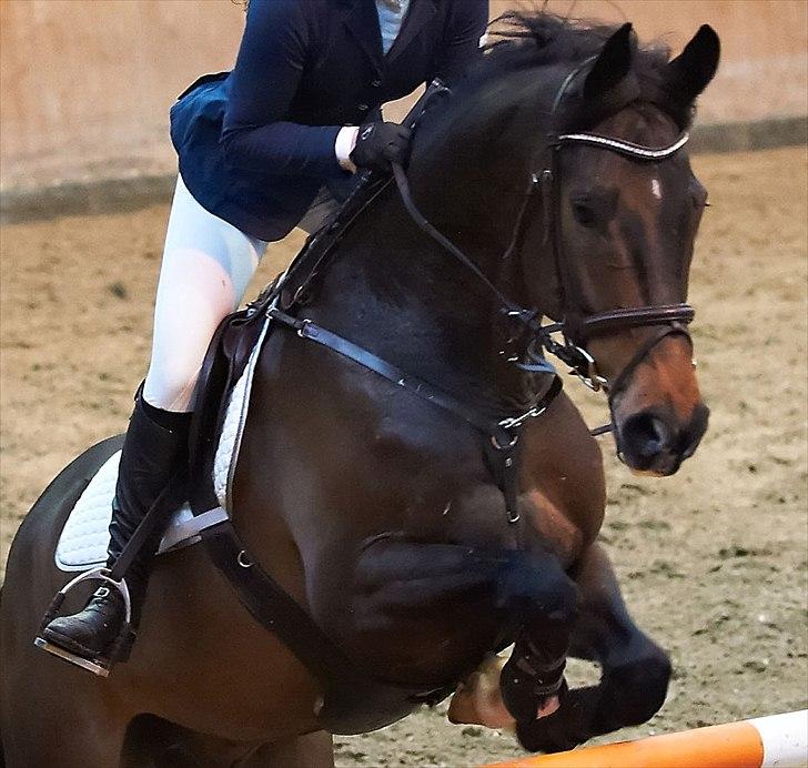 Dansk Varmblod Gammelbys Cavel billede 10