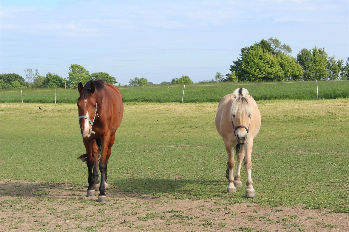 Dansk Varmblod Painters-Barong (Holger) billede 10
