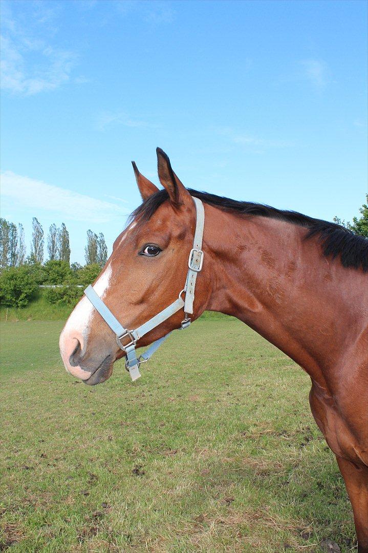 Dansk Varmblod Painters-Barong (Holger) billede 11