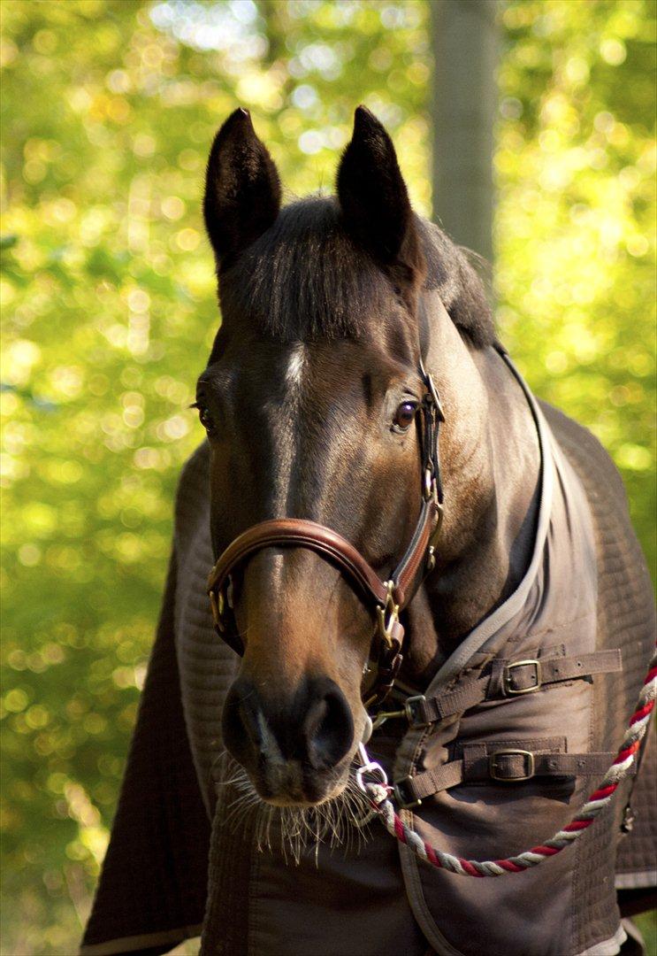 Dansk Varmblod Gammelbys Cavel billede 3