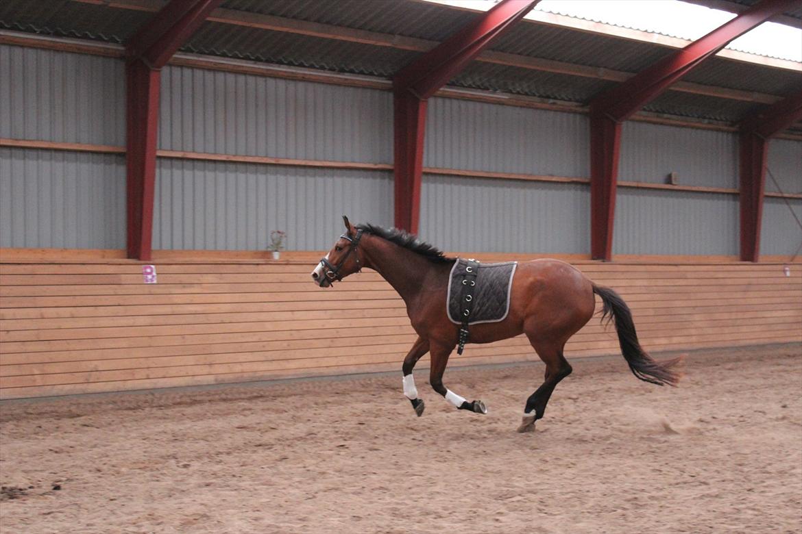 Dansk Varmblod Painters-Barong (Holger) billede 12