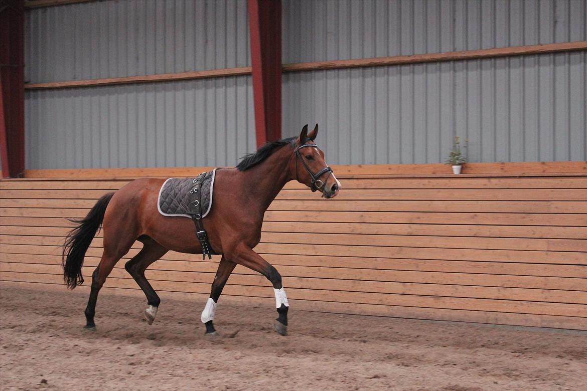 Dansk Varmblod Painters-Barong (Holger) billede 13