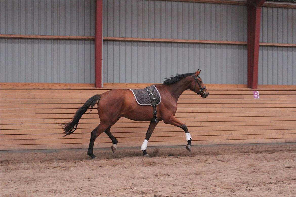 Dansk Varmblod Painters-Barong (Holger) billede 14