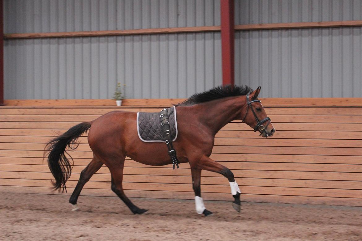 Dansk Varmblod Painters-Barong (Holger) billede 15