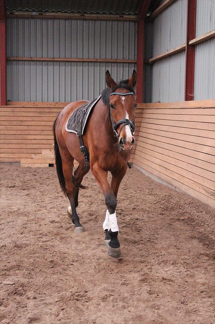 Dansk Varmblod Painters-Barong (Holger) billede 16