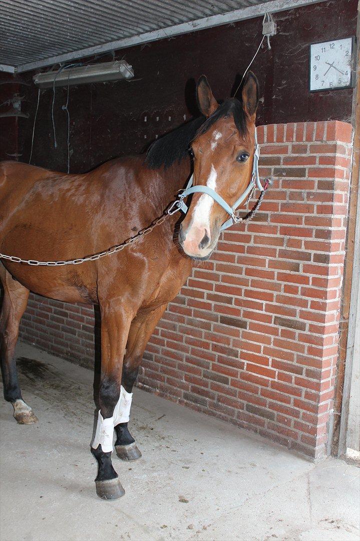 Dansk Varmblod Painters-Barong (Holger) billede 17