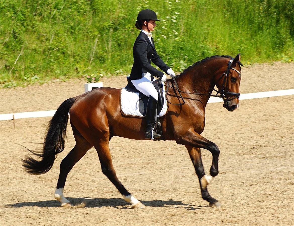 Hannoveraner Little Mr. Sunshine billede 18