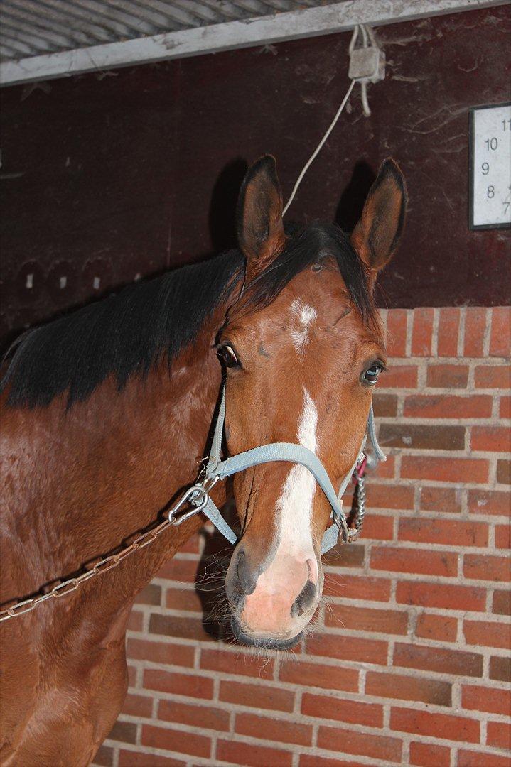 Dansk Varmblod Painters-Barong (Holger) billede 3