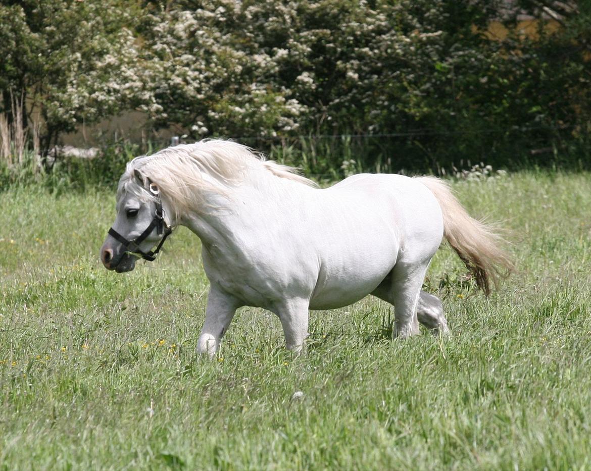 Welsh Mountain (sec A) Trellebjergs Don billede 9