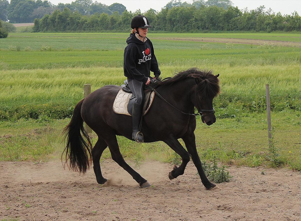 Islænder Bliða hedelund - Blida og jeg på banen :D billede 12