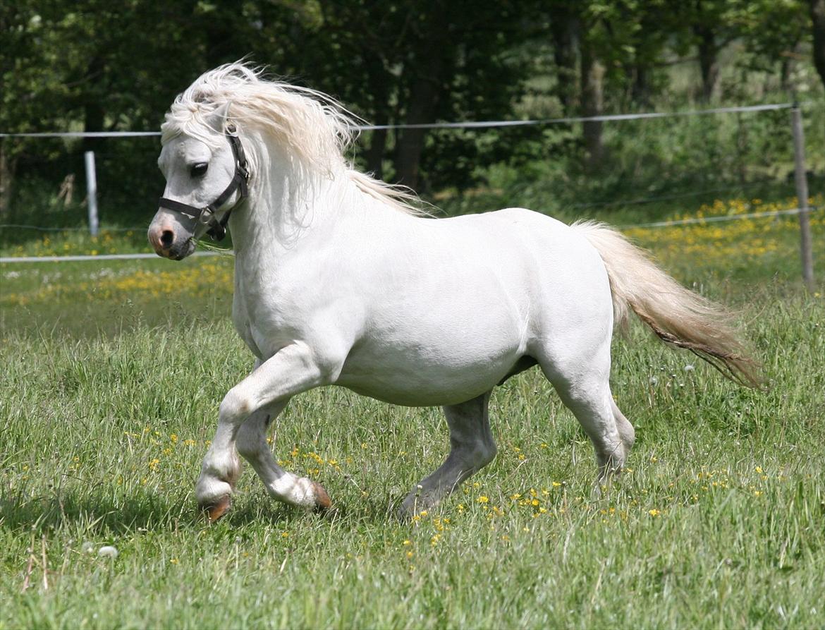 Welsh Mountain (sec A) Trellebjergs Don billede 11