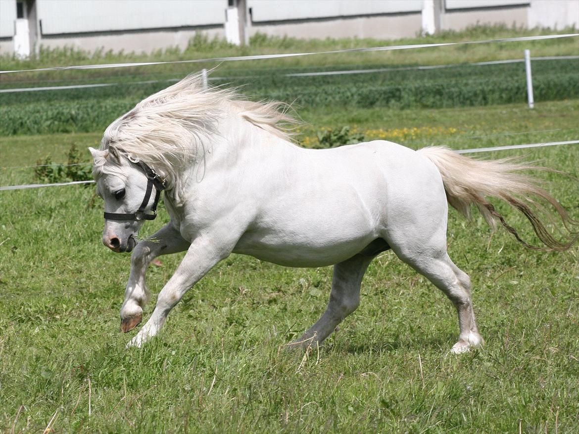 Welsh Mountain (sec A) Trellebjergs Don billede 12