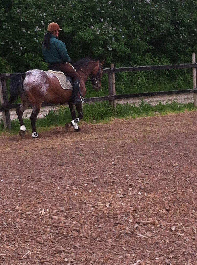 Knabstrupper Sally billede 1