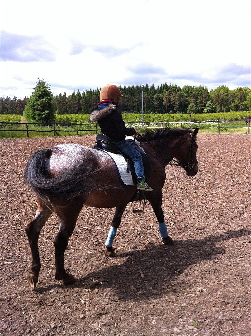 Knabstrupper Sally billede 2