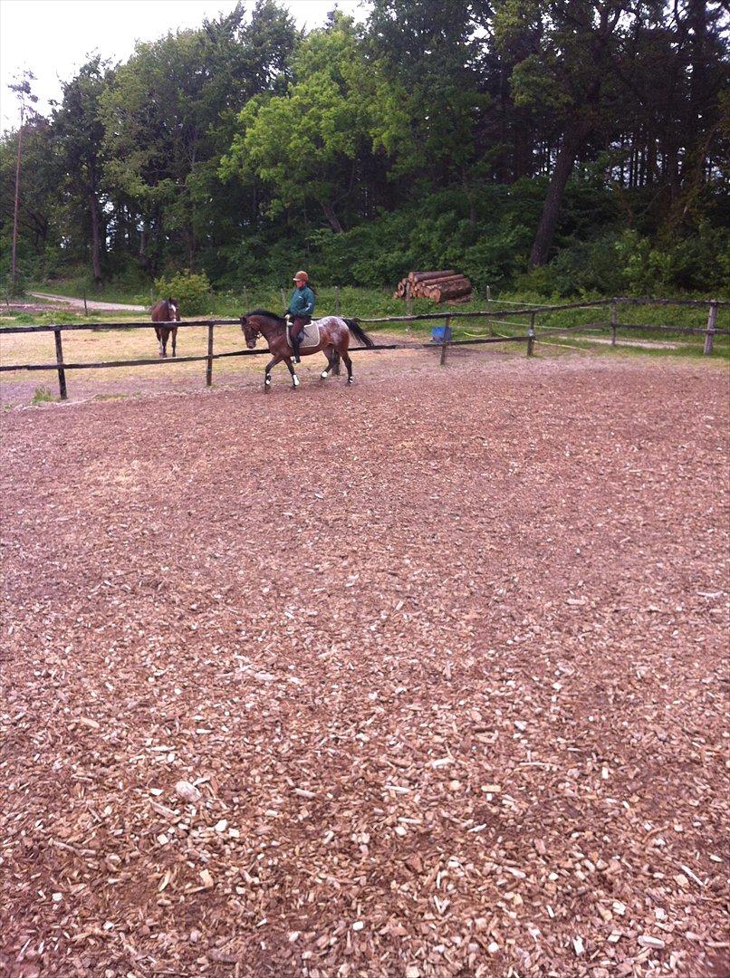 Knabstrupper Sally billede 3