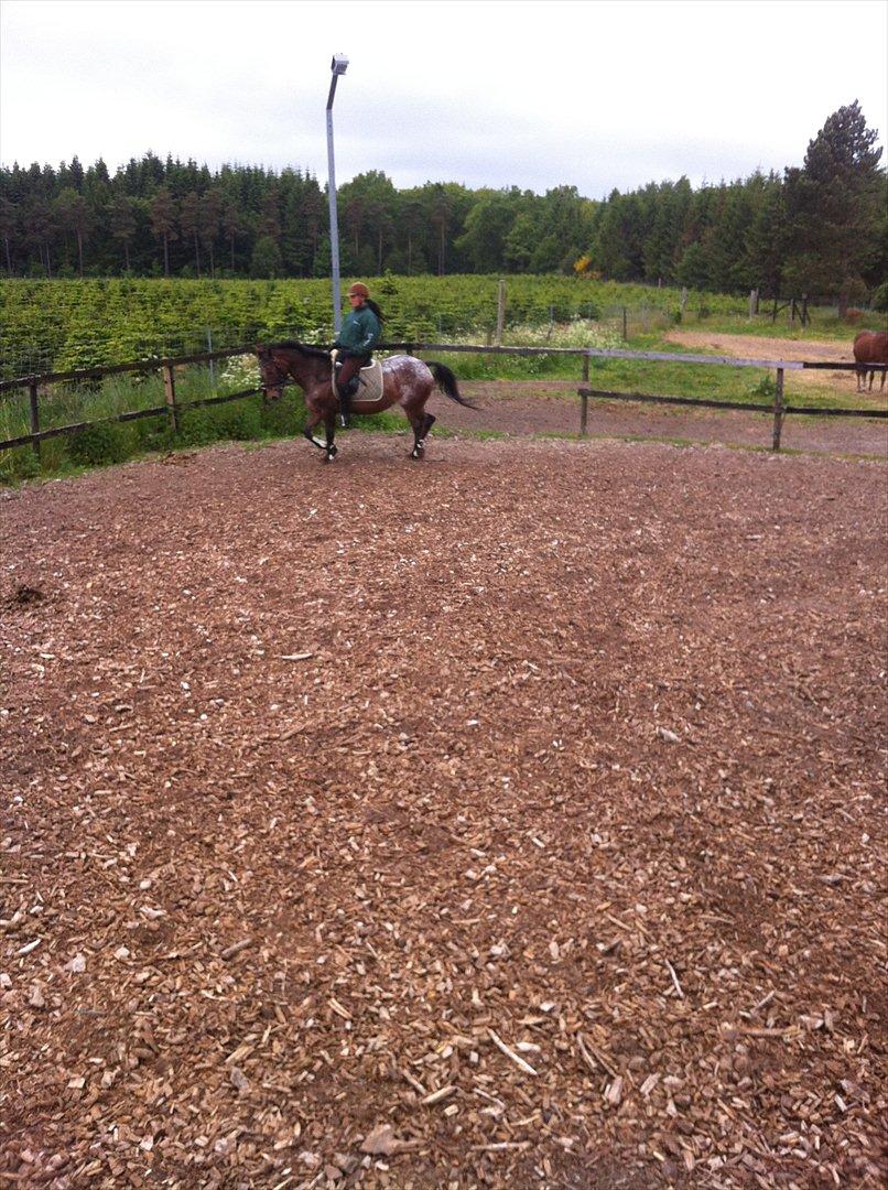 Knabstrupper Sally billede 4