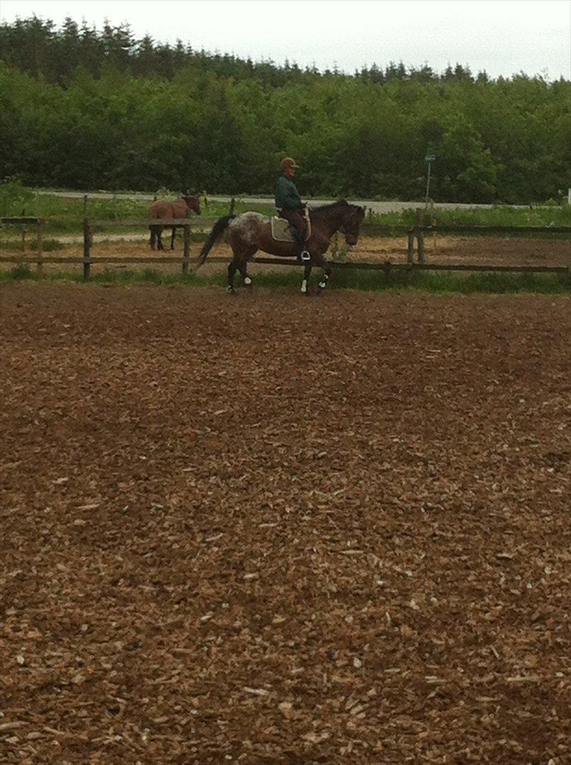 Knabstrupper Sally billede 5